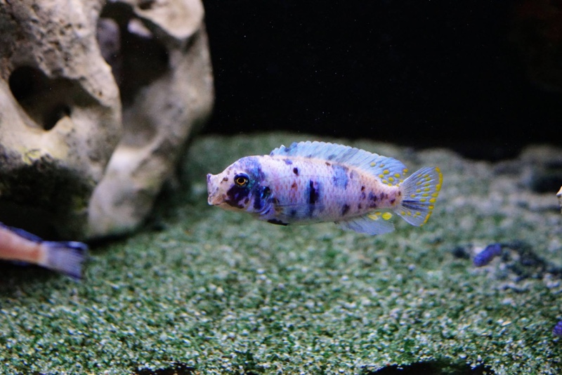 Maylandia zebra 'Chizumulu Island'